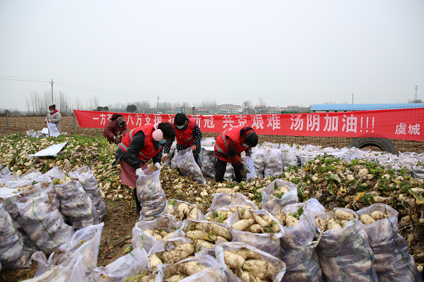守望互助 共克时艰：虞城爱心合作社向汤阴县捐赠10万斤蔬菜
