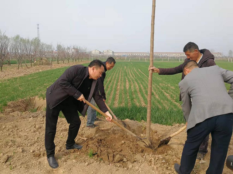 乔集镇：开展植树活动 助力乡村振兴