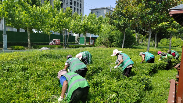 县园林绿化中心实施创建国家园林城市线路提升工程